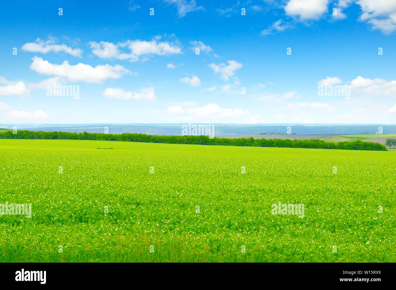 green field and blue sky with light clouds Stock Photo - Alamy