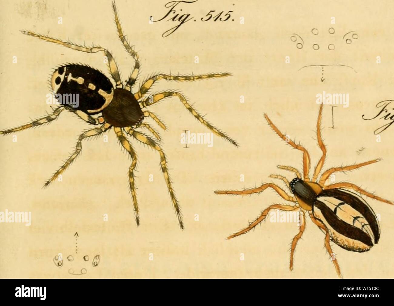 Archive image from page 178 of Die Arachniden Getreu nach der. Stock Photo