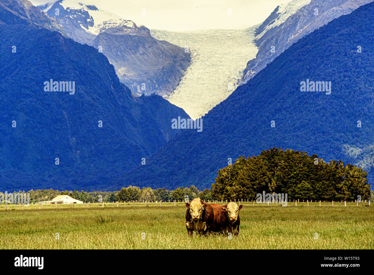 New Zealand, South Island,  Westland Tai Poutini National Park. Two bulls or cattle graze in a meadow, with the Franz Joseph glacier in the mountains Stock Photo