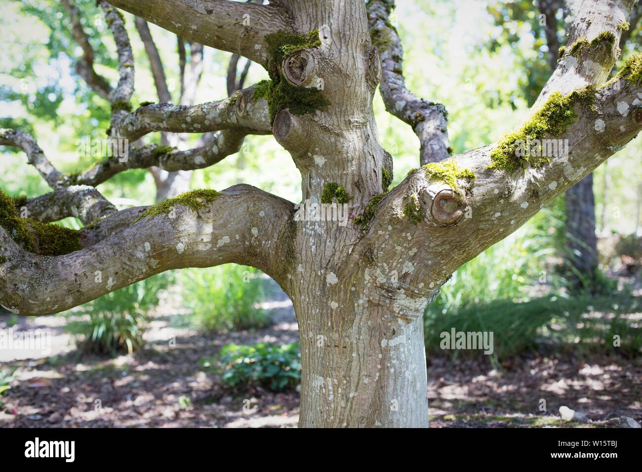 Acer palmatum 'Bloodgood' tree, close up. Stock Photo