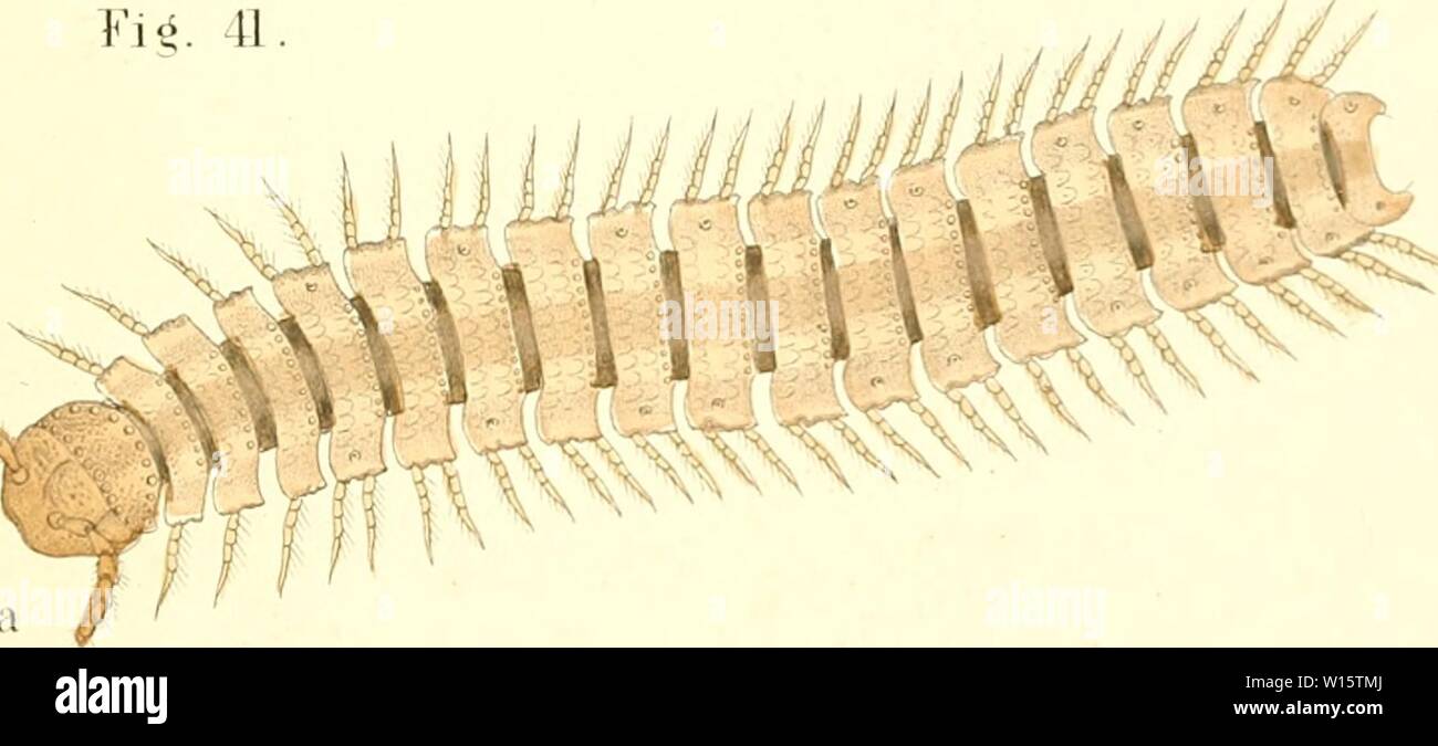 Archive image from page 180 of Die Myriapoden  getreu nach. Die Myriapoden : getreu nach der Natur abgebildet und beschrieben . diemyriapodenget11koch Year: 1863  Yi. 41    ¥'j,. 10. l'I.ATMillACrS nsiTS 4. SCAÜKU Stock Photo