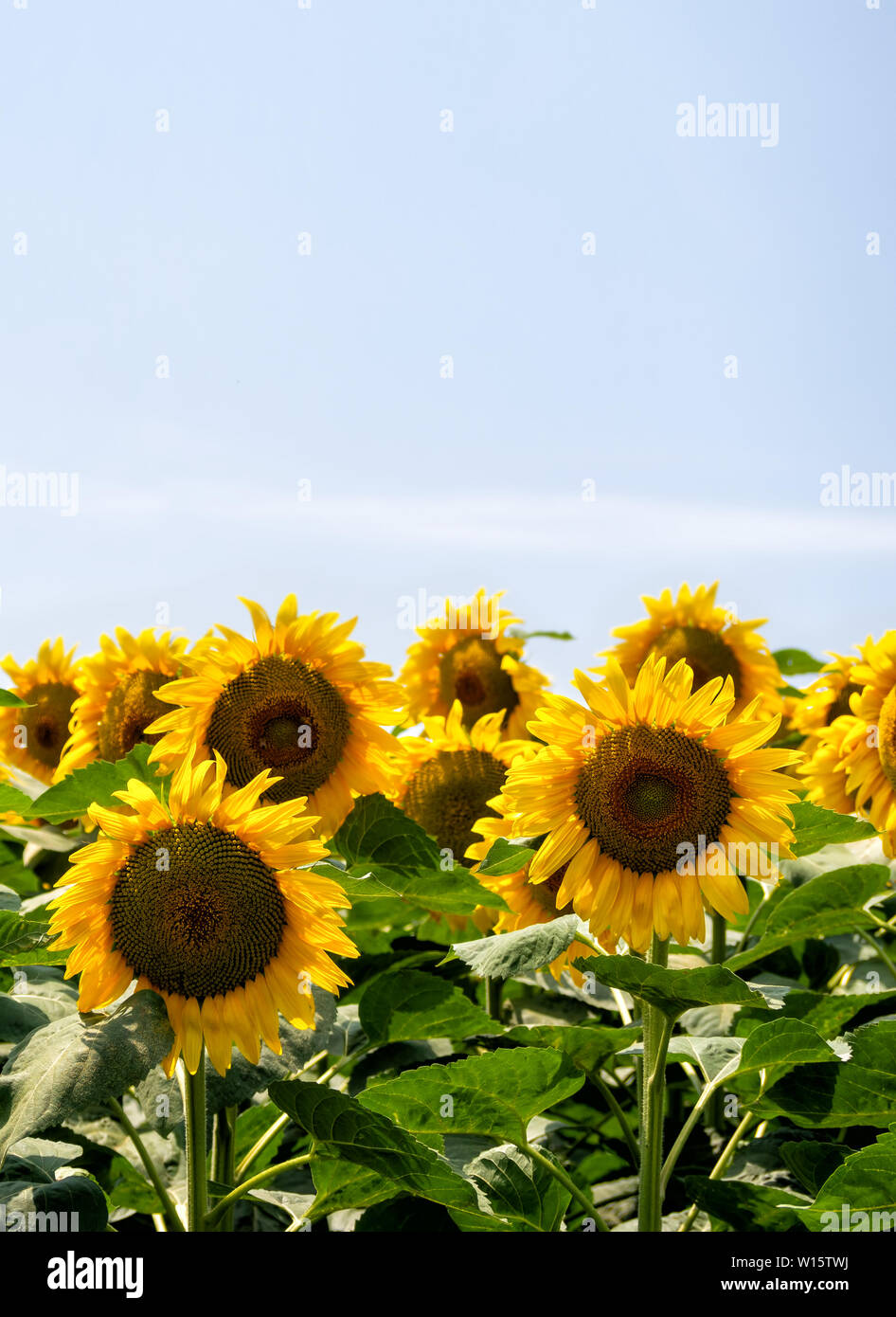 Sunflowers in a field against natural blue sky, with copy space. Agriculture. Vertical format. Stock Photo