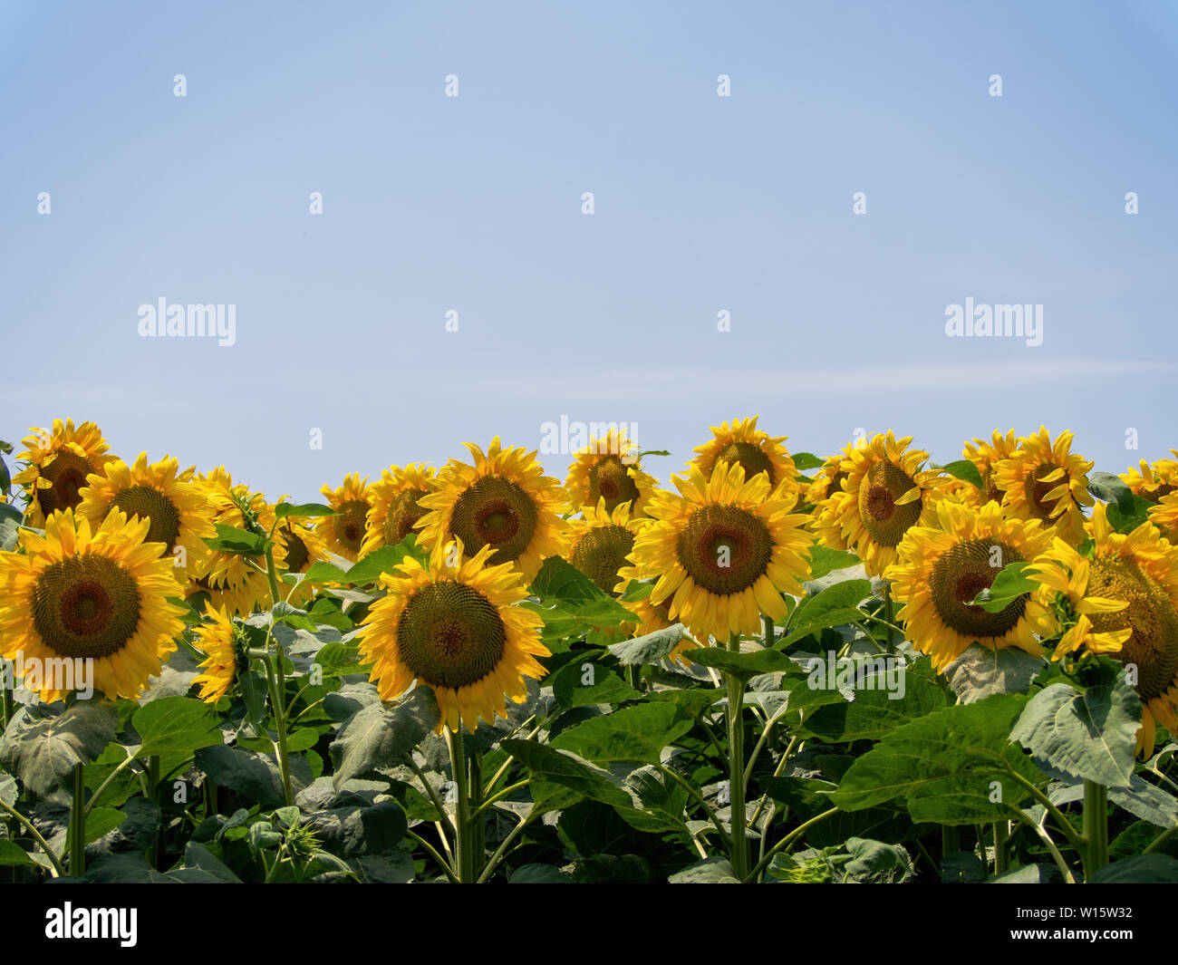 Sunflowers in a field against natural blue sky, with copy space. Agriculture. Stock Photo