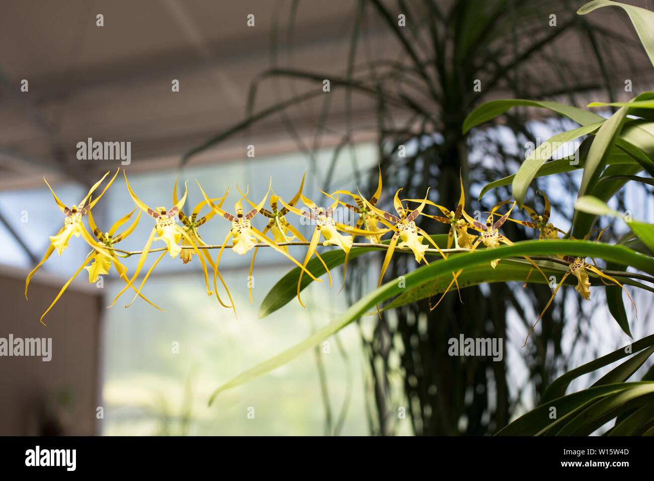 Spider orchid 'Brassia'. Stock Photo
