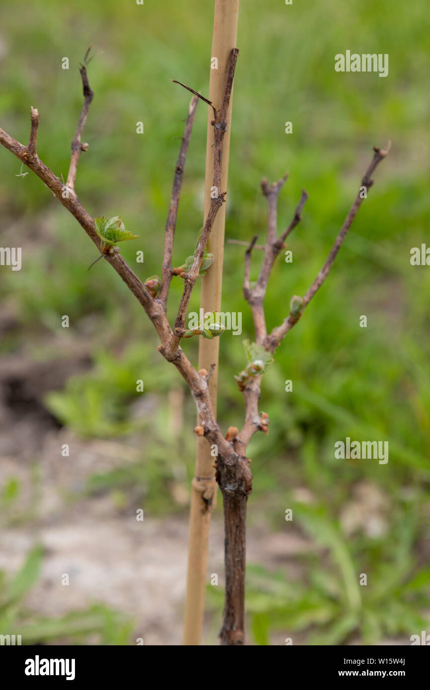 Marquette grape vines hires stock photography and images Alamy