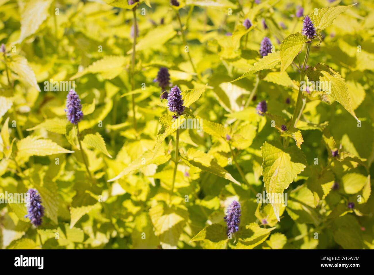 Agastache foeniculum 'Golden Jubilee' Golden Jubilee anise hyssop