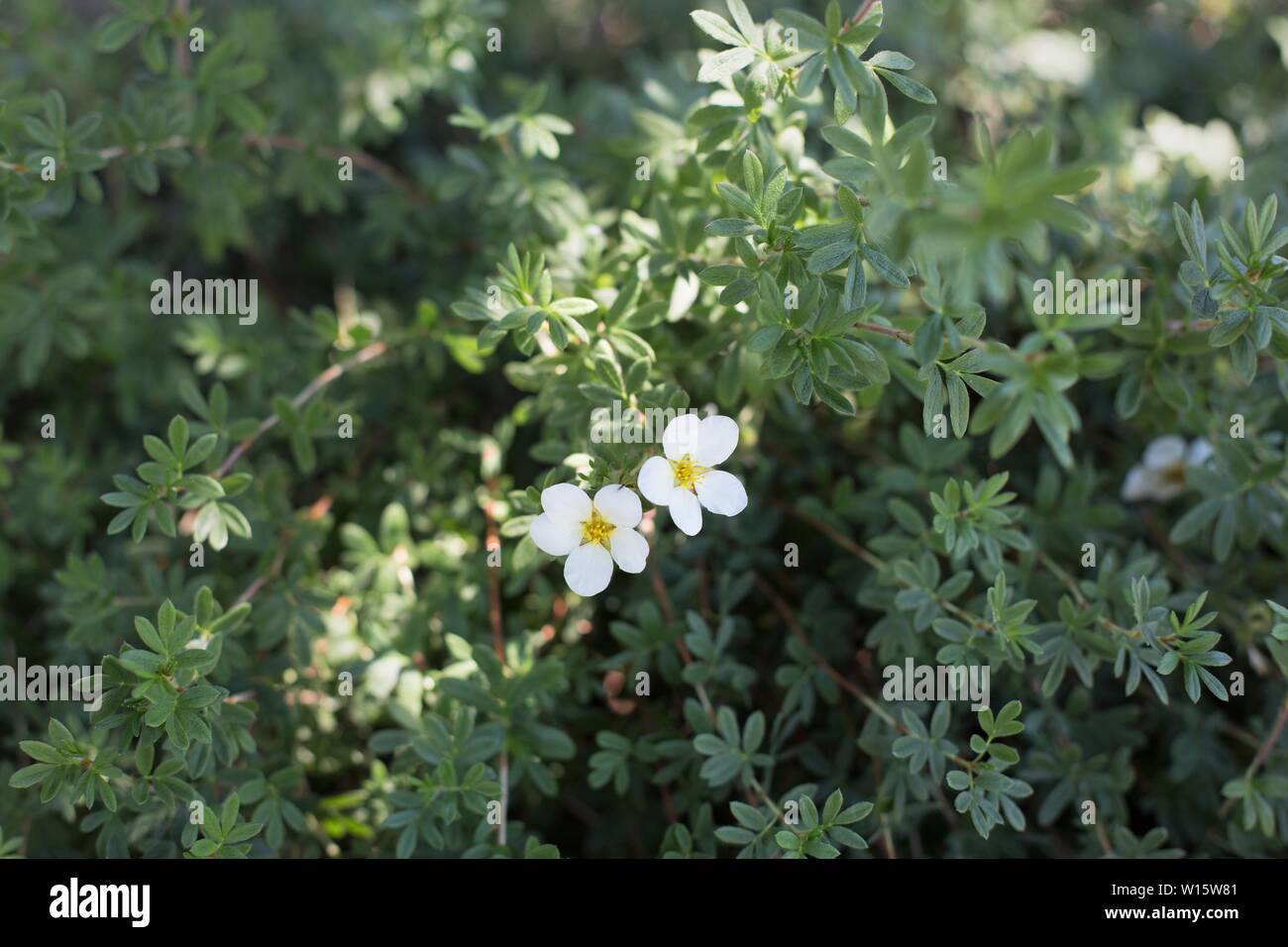 Potentilla fruticosa 'McKay's White'. Stock Photo