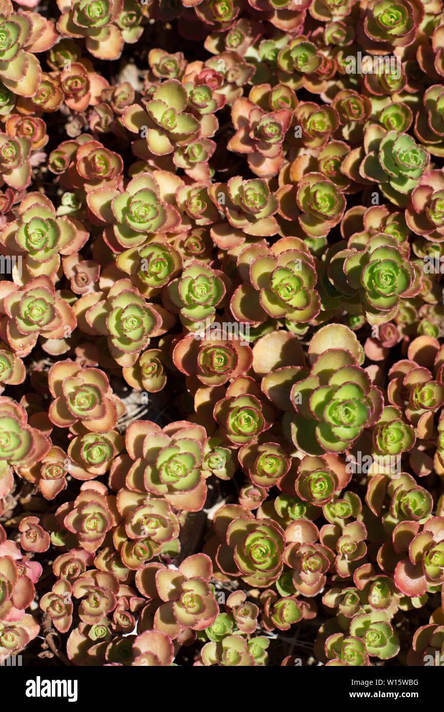Stonecrop Sedum Spurium Dragon S Blood Stock Photo Alamy