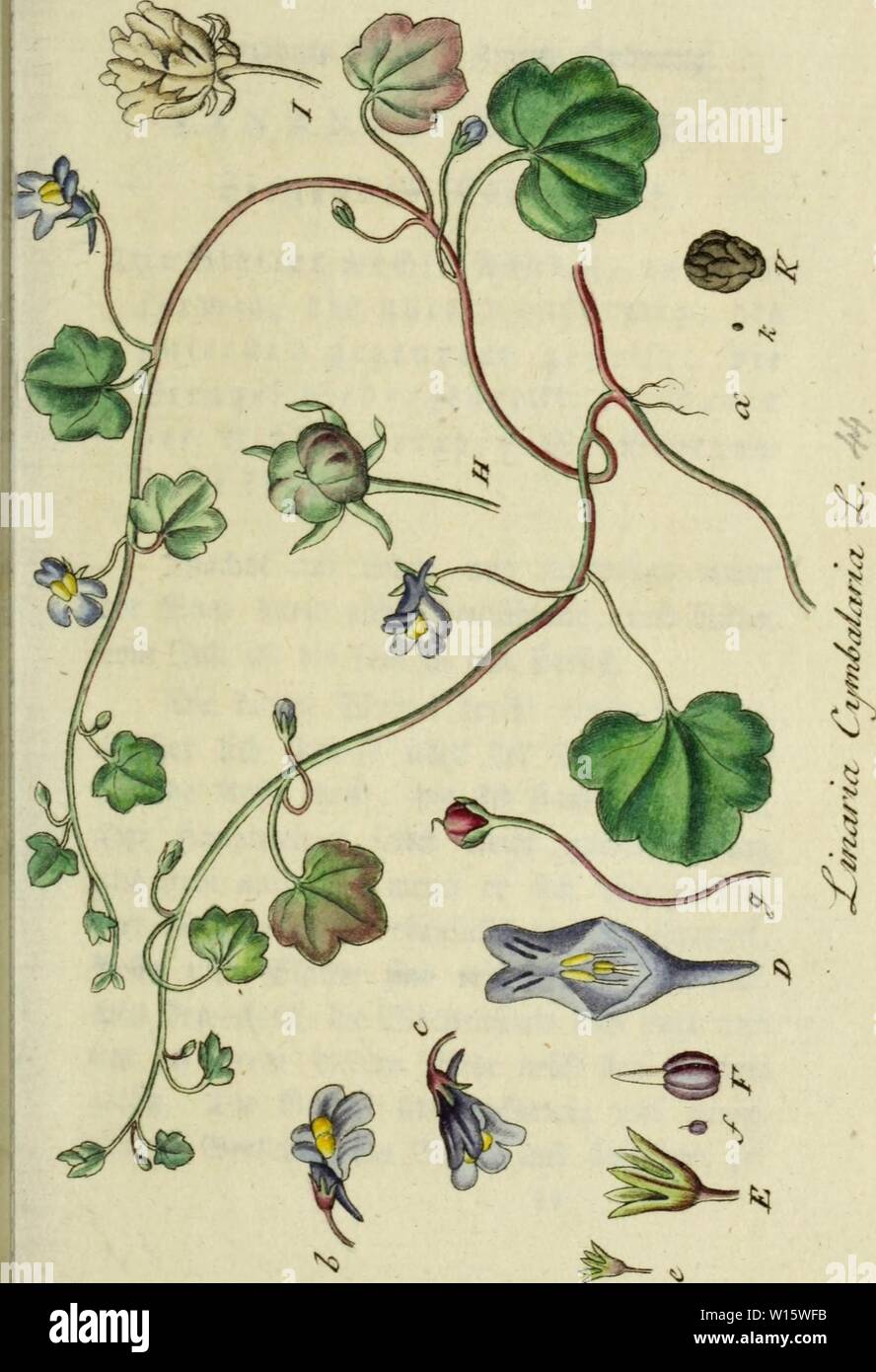 Archive image from page 184 of Deutschlands flora in abbildungen nach