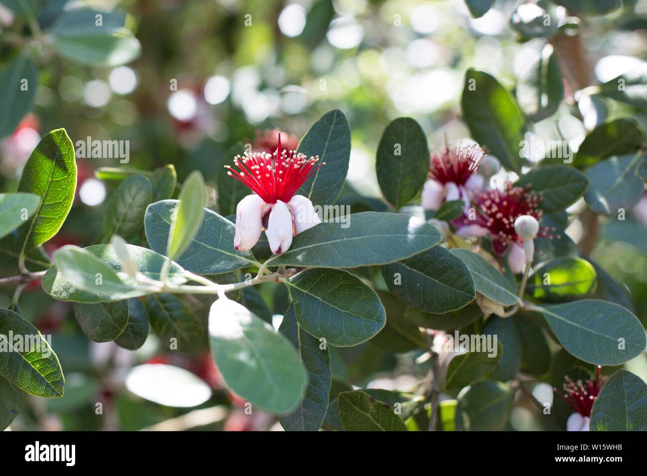 Pineapple Guava Feijoa sellowiana Stock Photo Alamy