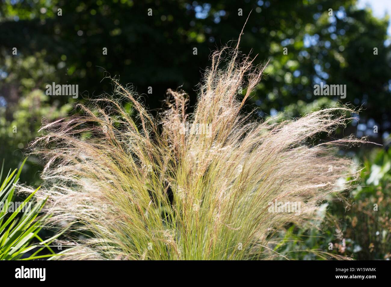 Mexican Feather Grass - Nassella. Stock Photo