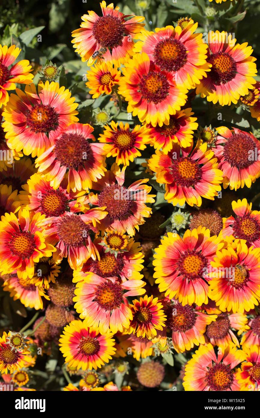 Gaillardia grandiflora Arizona Sun blanket flower Stock Photo Alamy
