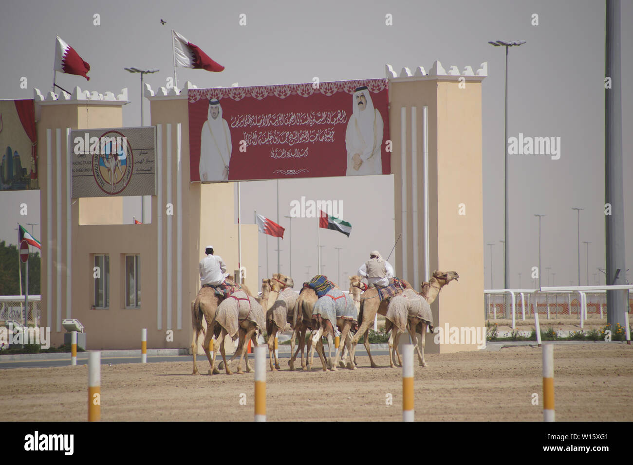 Qatar al shahaniya camel hi-res stock photography and images - Alamy