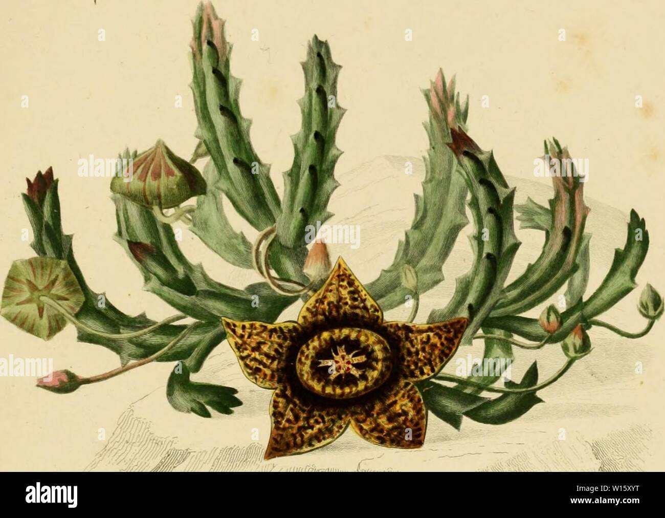 Archive image from page 190 of Dictionnaire universel d'histoire naturelle . Stock Photo