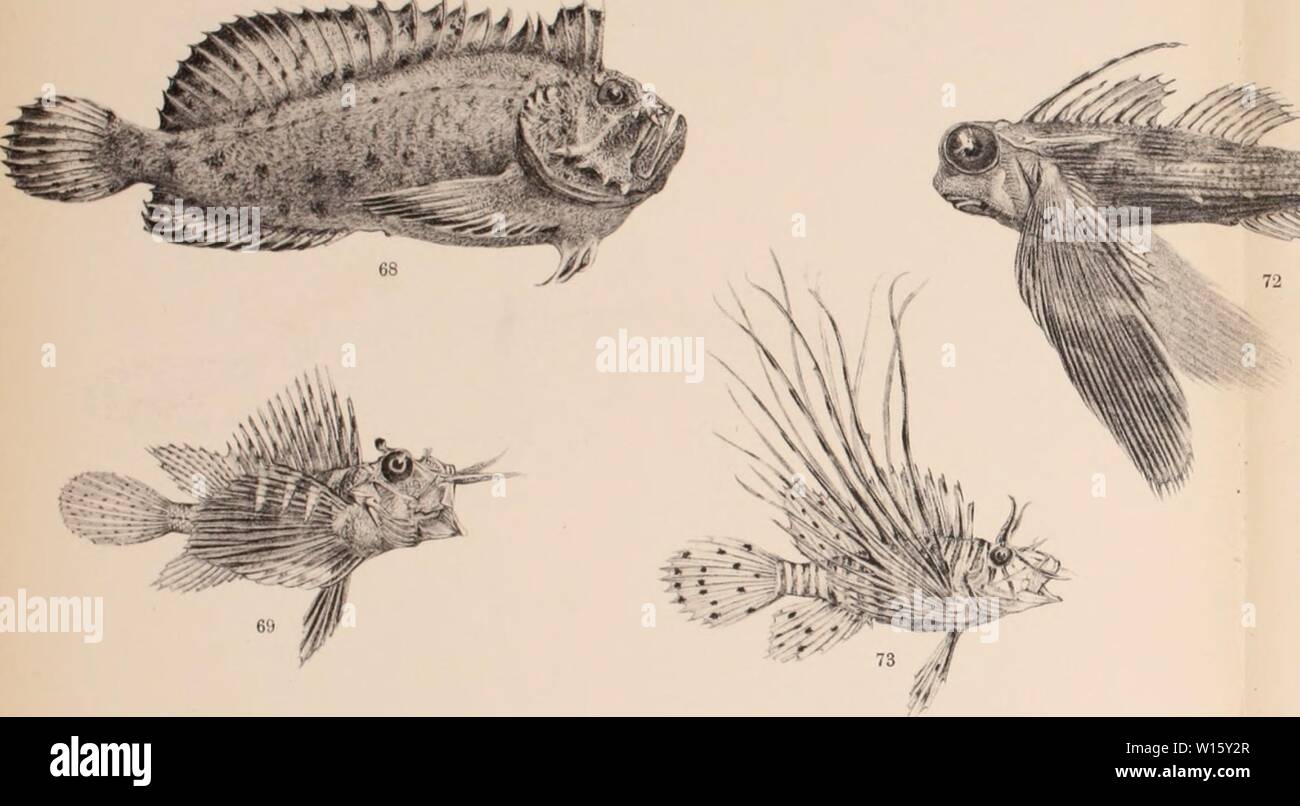Archive image from page 190 of Die japanische Knochenfische der Sammlungen. Die japanische Knochenfische der Sammlungen Haberer und Doflein . diejapanischekno00fran Year: 1910  Abh. d. II. Kl. d. K. Ak. d. Wiss. IV. Suppl.-Bd. 1. Abh. v&lt;S3XÂ«,    â 7G â  '/- ! TJ.i V. Franz, Japanische Knochenfische 77 /&lt; i &lt;  {   . c , '-.. 79 -ii Hell ii. VÂ»rgM gu. Llelndmek von J. B. OberaMUr, uÃ¼nth.i. Stock Photo