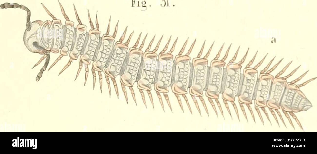 Archive image from page 192 of Die Myriapoden  getreu nach. Die Myriapoden : getreu nach der Natur abgebildet und beschrieben . diemyriapodenget11koch Year: 1863  Tab. XVVl. ?iö. .'ii.    Fii. ä2 Stock Photo