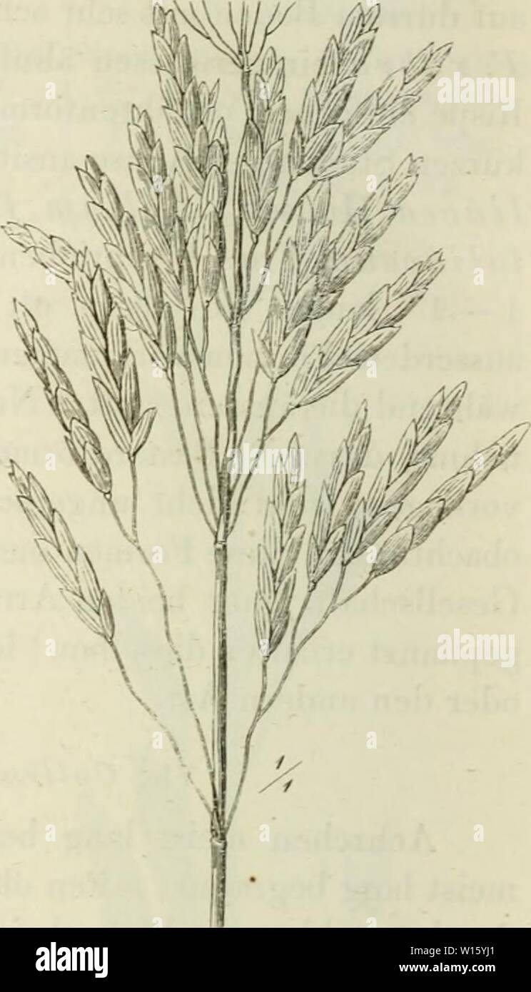 Archive image from page 193 of Deutschlands Gräser und Getreidearten zu. Deutschlands Gräser und Getreidearten zu leichter Erkenntniss nach dem Wuchse, den Blättern, Blüthen und Früchten zusammengestellt und für die Land- und Forstwirtschaft nach Vorkommen und Nutzen ausführlich beschrieben . deutschlandsgr00jess Year: den Blättern  Fig. 274. Festuca iueimis. Stock Photo