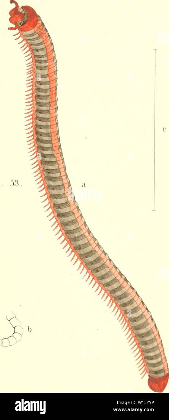Archive image from page 194 of Die Myriapoden  getreu nach. Die Myriapoden : getreu nach der Natur abgebildet und beschrieben . diemyriapodenget11koch Year: 1863  Tal). WVII Yit- .').''.     ['!• .3.'}. sniioliol IS cAiiMri'v. Stock Photo