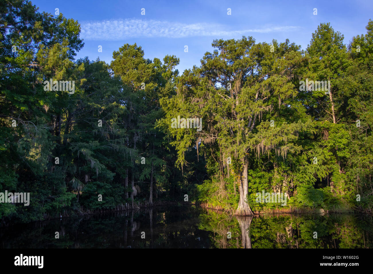 Cypress tree lake hires stock photography and images Alamy