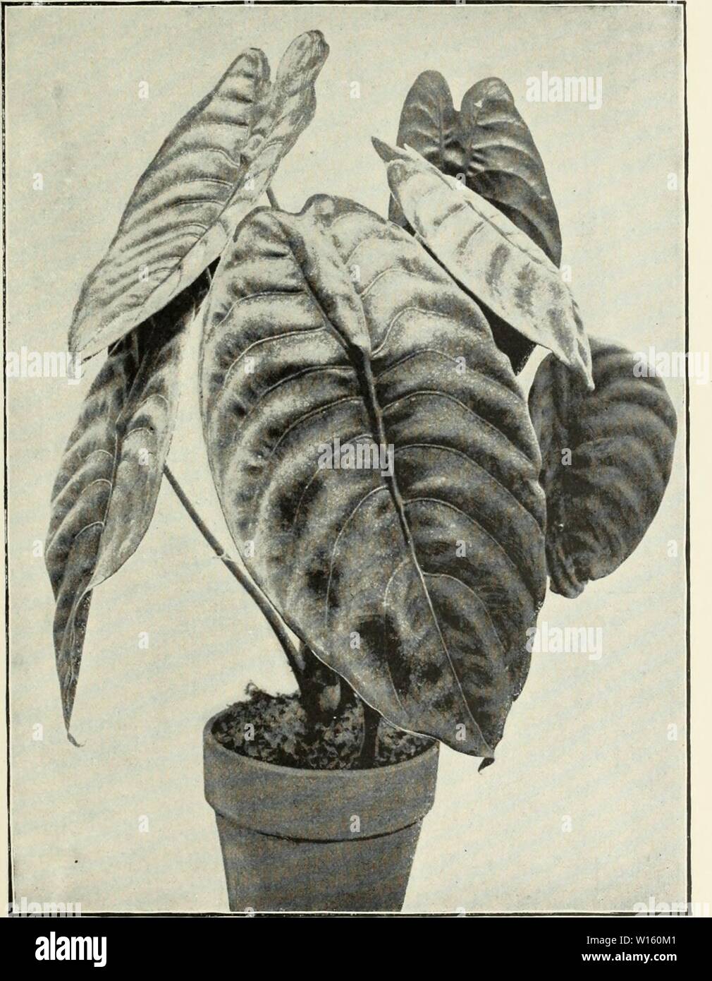 Archive image from page 198 of Descriptive illustrated catalogue of new. Descriptive illustrated catalogue of new and rare seeds, plants, and bulbs . descriptiveillus1893unit Year: 1893  Alocasia metai.lica. (See page 157.) Stock Photo