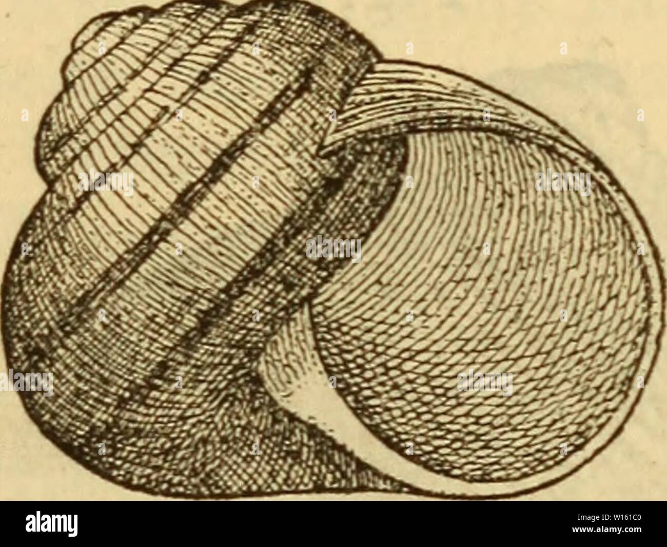 Archive image from page 200 of Die MolluskenFauna Mitteleuropa's (1884