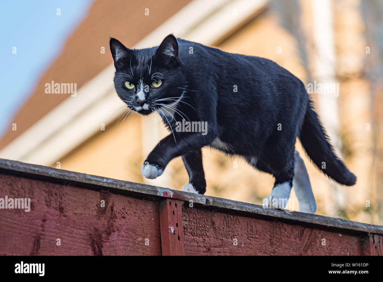 Black orange white cat hi-res stock photography and images - Alamy