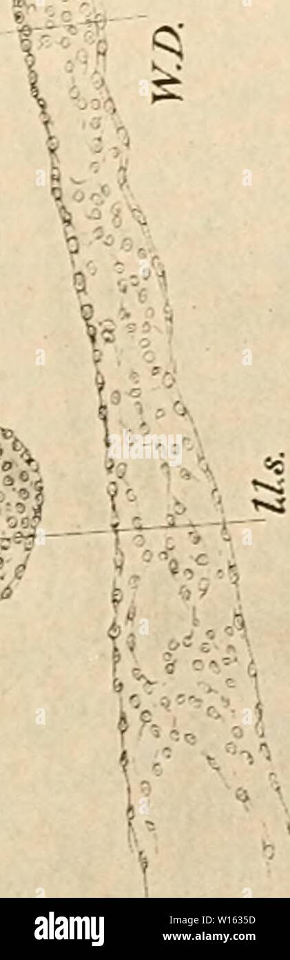 Archive image from page 206 of The development of the chick;. The development of the chick; an introduction to embryology . developmentofchi00lill Year: 1908  -1 'Si a .s'sd! n y : V 7 h5    0 • 0 T-H ;-i o 0 &gt; 0    Lh -.  1  - rt v. Sh 0 .- , - 0  r 0 3 0 !/) »5 02 Oi C (/J c; 0 (-1 0 0 2 -t-&gt; (-H X  H - rH r' a. H 0 -tj 1 Oi -f 8  ' 0 if 0 &gt;&gt; £; i« o  s 0 0 7J • TJ t:; cc 0 i-4 Vm &gt;  0 H H &lt; -. 0 PSH C ) 6 &lt; Stock Photo