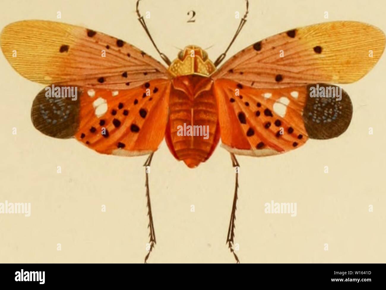 Charles Ll High Resolution Stock Photography And Images Alamy