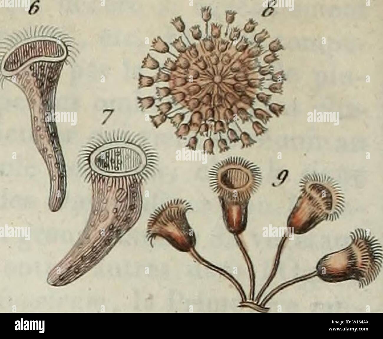 Archive image from page 211 of Dictionnaire pittoresque d'histoire naturelle et. Dictionnaire pittoresque d'histoire naturelle et des phénomènes de la nature . dictionnairepitt04guri Year: 1836  l'ric/ufdef 0 i 44 ut 01 u u  MoitaJea    rficeUe/i Stock Photo