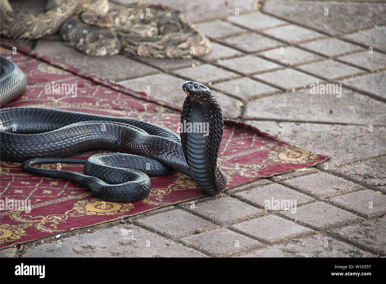 On the floor of the big central place in Marrakech are many snake charmers, like this one. Stock Photo