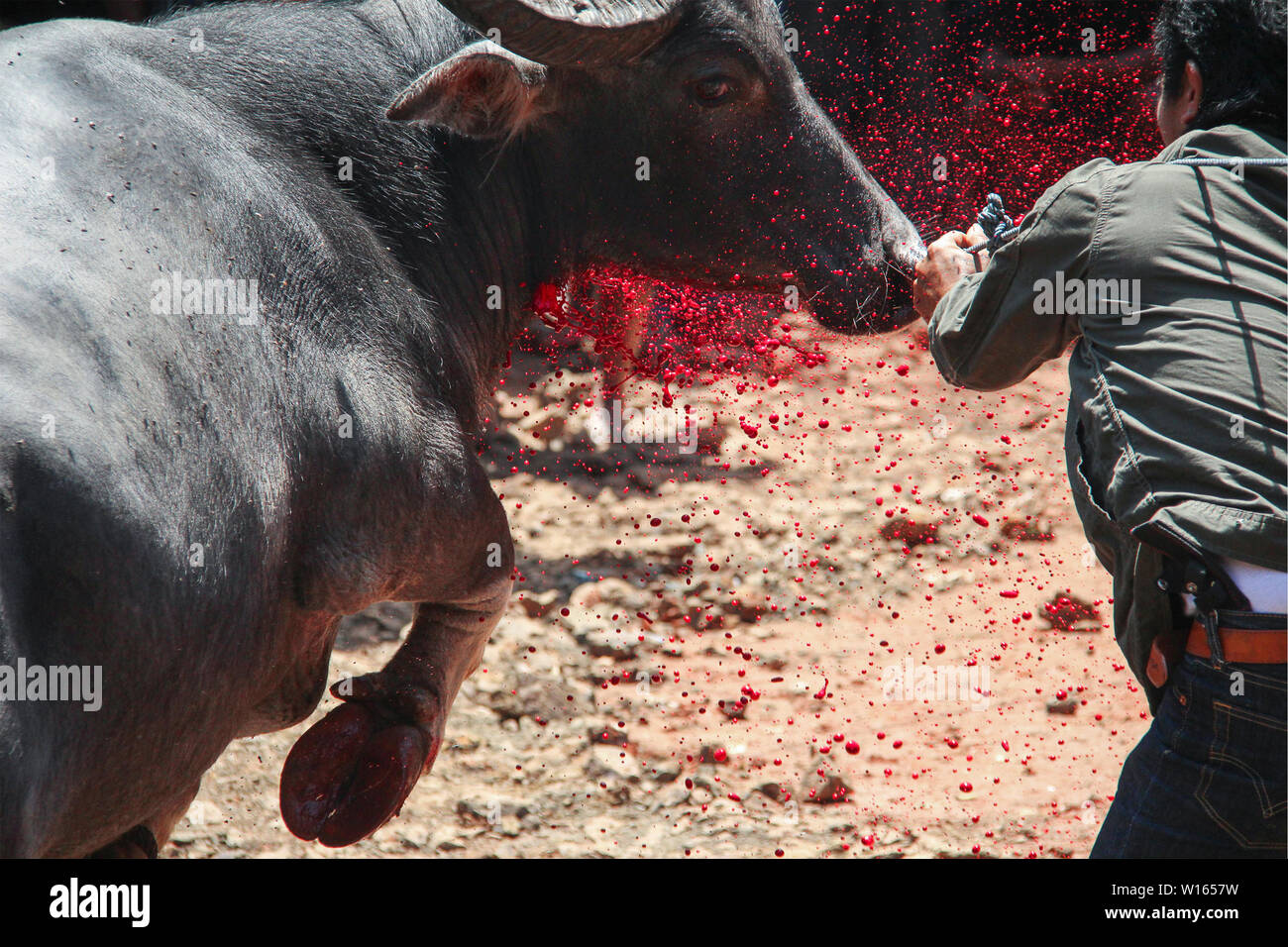 At this very traditional funeral ceremony in Sulawesi, a island of Indonesia in south-east asia, they slaughtered 10 buffalos with there knives like t Stock Photo