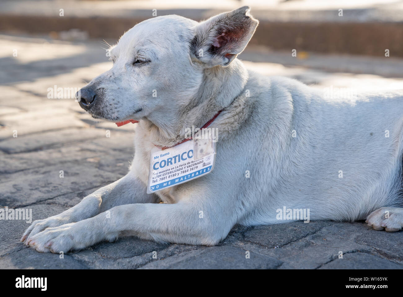 Street Dogs from Havana, Cuba Stock Photo