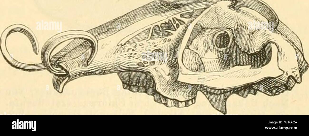 Archive image from page 218 of Die Anatomie des Kaninschens in. Die Anatomie des Kaninschens in topographischer und operativer Rücksicht . dieanatomiedeska00krau Year: 1884  Mundhöhle. 197 den Haarbalg münden; ihre Länge beiragt z. B. 0,28, die Dicke 0,05 mm, das blinde Ende ist häutig umgebogen (vergl. 101). — Die Länge der Mundhöhle beträgt 67 mm (827). Zähne. Die Sehn e idezahne oder Nagezähne, Dentes incisivi s. scalprarii s. In- cisores tragen eine merkliche Lage von Schmelz nur auf ihrer Vorderfläche. Daher schleift sich die hintere Partie des Zahnes schneller ab, als die Vorder- fläche, Stock Photo