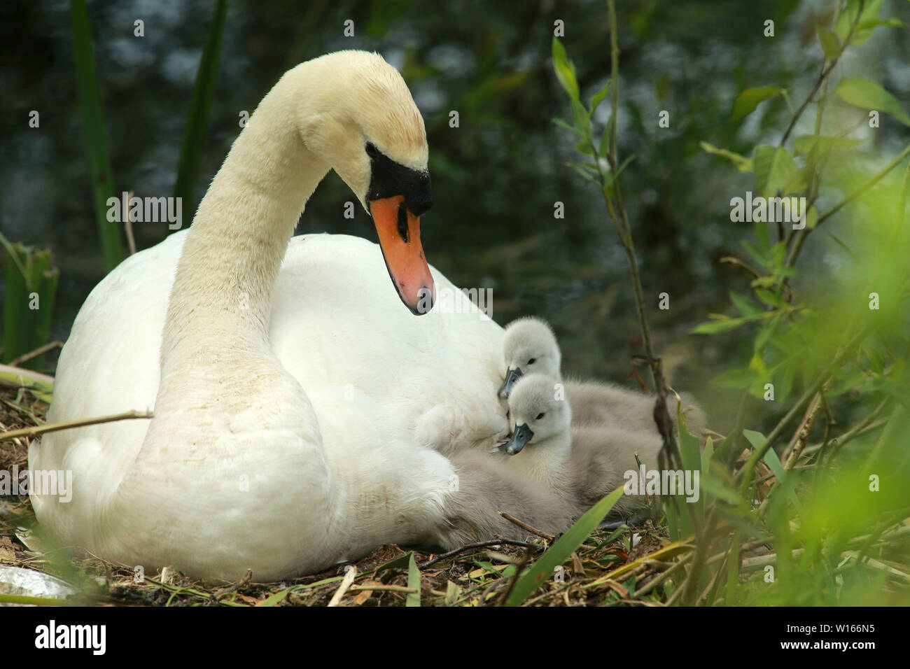 Swan with two of her six Cygnets at Oxford Island near Lurgan, County Armagh, Wednesday, June 19th, 2019. (Photo by Paul McErlane) Stock Photo