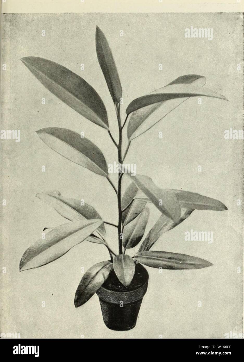Archive image from page 222 of Descriptive illustrated catalogue of new. Descriptive illustrated catalogue of new and rare seeds, plants, and bulbs . descriptiveillus1893unit Year: 1893      Fici s i:i,A&gt;TiCA. (See page 178 ) Stock Photo