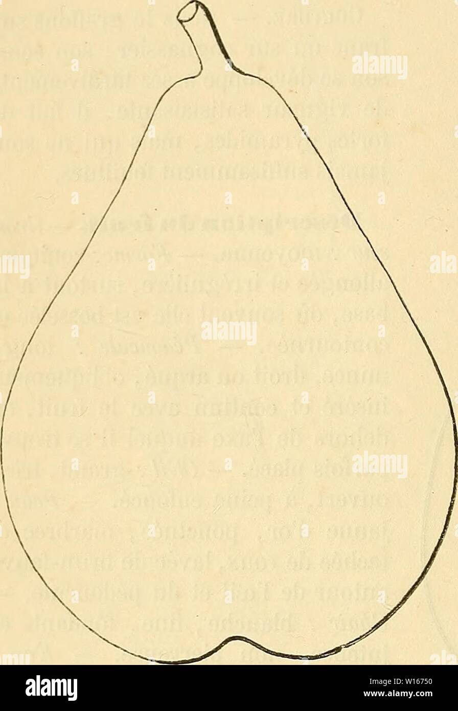 Archive image from page 223 of Dictionnaire de pomologie  contenant. Dictionnaire de pomologie : contenant l'histoire, la description, la figure des fruits anciens et des fruits modernes les plus gÃnÃralement connus et cultivÃs . dictionnairedepo002lero Year: 1867  GEN [gÃnÃral dutâduv] Poire GÃnÃral Dutilleul. 216 canaliculÃes, profondÃment dentÃes en scie, portÃes sur un pÃtiole long, Ãpais et accompagnÃ de stipules bien dÃveloppÃes. FertilitÃ. â Grande. Culture. â Sa vigueur permet de le greffer sur toute espÃ¨ce de sujet ; il n'a rien d'exceptionnel dans sa croissance et prend une jolie fo Stock Photo