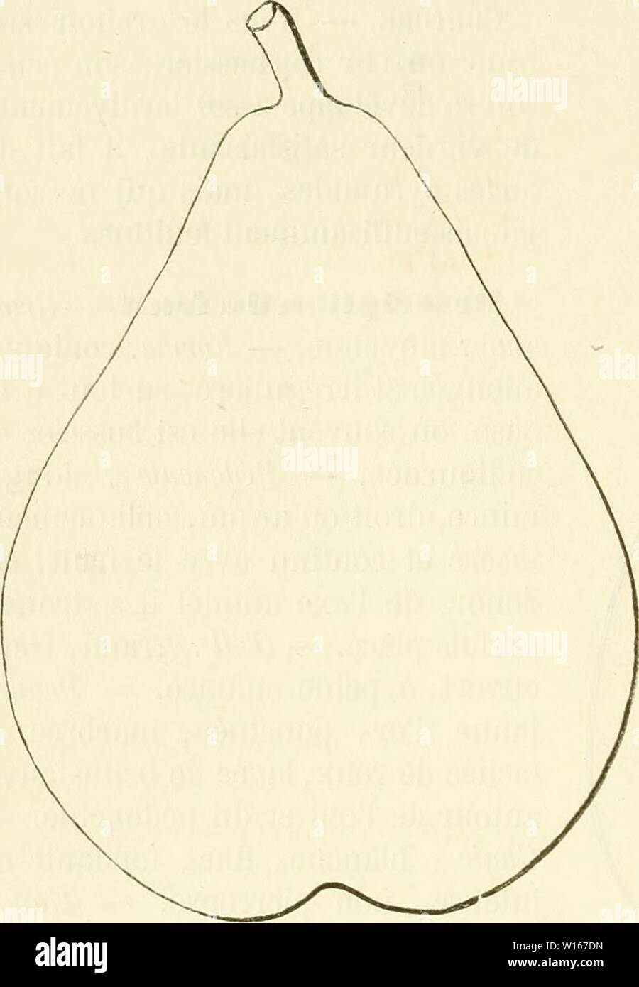 Archive image from page 225 of Dictionnaire de pomologie, contenant l'histoire,. Dictionnaire de pomologie, contenant l'histoire, la description, la figure des fruits anciens et des fruits modernes les plus gÂnÂralement connus et cultivÂs . dictionnairedepo02lero Year: 1867  216 GEN [gÃnÃral dutâduv] canaliculÃes, profondÃment dentÃes en scie, portÃes sur im pÃtiole long, Ãpais et accompagnÃ de stipules bien dÃveloppÃes. Poire GÃnÃral Dutilleul. FertilitÃ, â Grande. Culture. â Sa vigueur permet de le grefler sur toute espÃ¨ce de sujet ; il n'a rien d'exceptionnel dans sa croissance et prend un Stock Photo