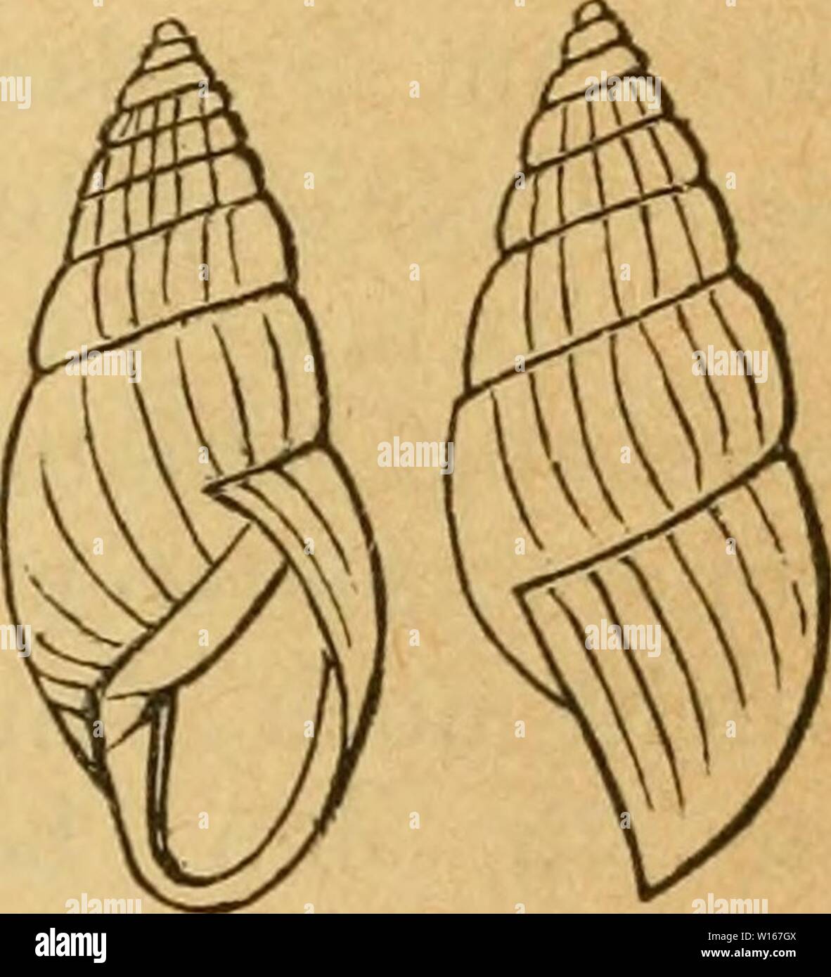 Archive image from page 226 of Deutsche excursions-mollusken-fauna (1884). Deutsche excursions-mollusken-fauna . deutscheexcursio00cle Year: 1884  217 BuUmus radiatus, Brug. Enc. meth. I. p. 312. 1789. — Sturm, Fauna VI. 4. t. 13. — — 0. Pfeiffer, Naturg. I. p. 49 t. 3 fig. 4-6. — Rossm., Icon. fig. 42. 390. — — Scholtz, V Seckendorf, Leydig, Speier, Thomae, Sandberger u. Koch, Schneider, Pürkhauer, Küster. Bulimus detritus, Kobelt, Nassau p. 131 t. 2 fig. 7. Helix sepium, Gmelin, p. 3654 Nr. 300. BuUmus sepium, Hartmann, Neue Alpina I. p. 223. — Gasterop. I. p. 51. Anatomie: A. Schmidt, Stylo Stock Photo