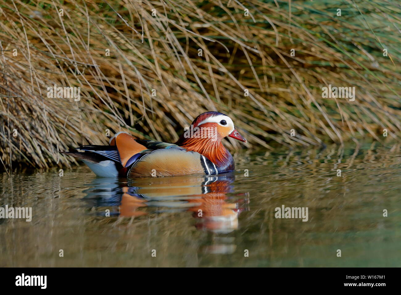 Perching Duck Species Native High Resolution Stock Photography and