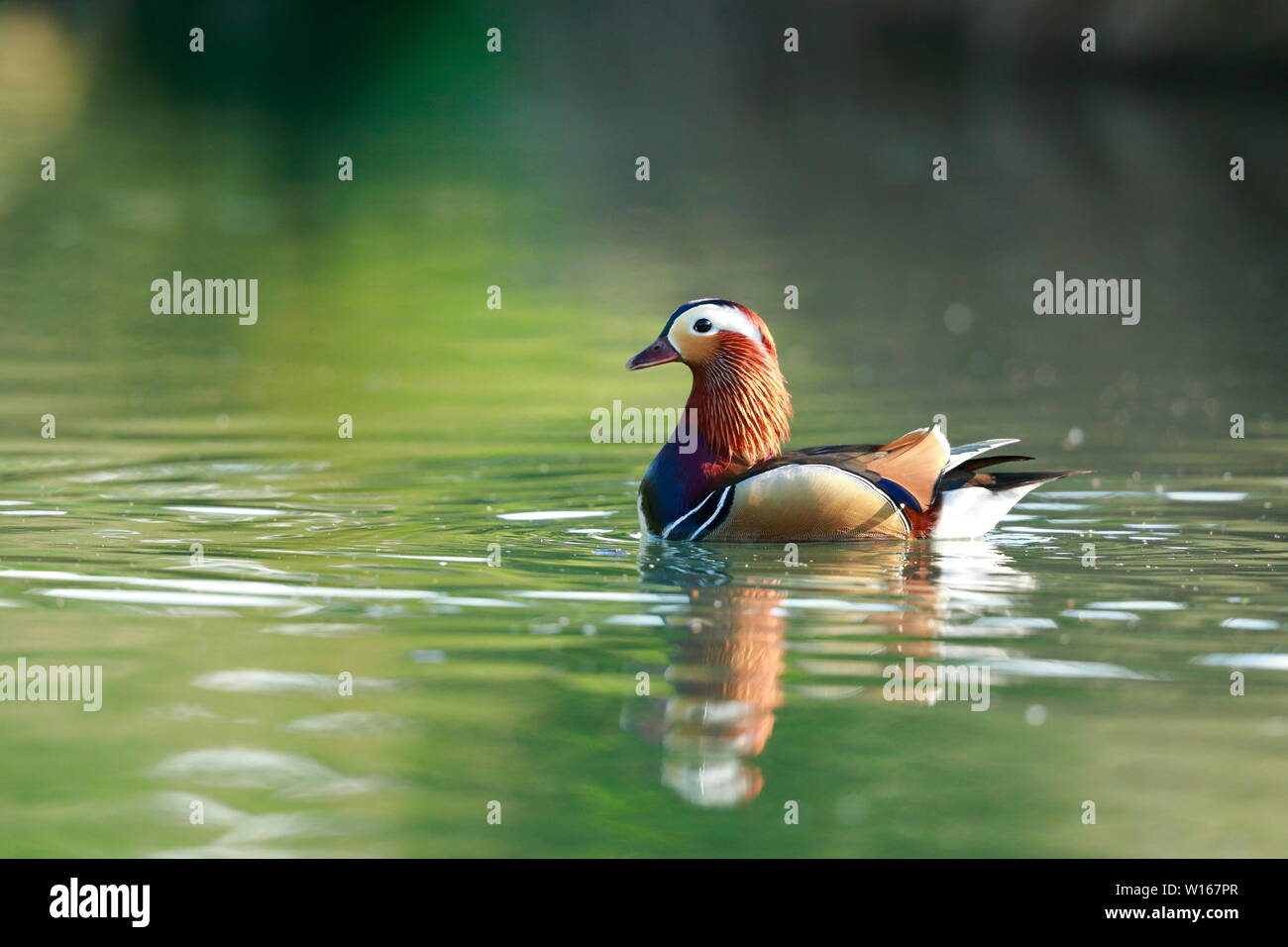 The mandarin duck is a perching duck species native to East Asia. It is