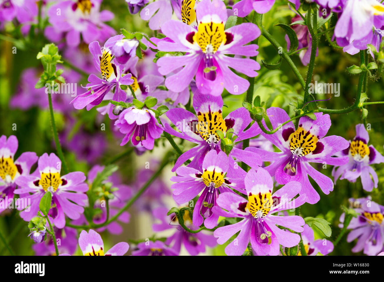 Schizanthus growing in a greenhouse at Holehird Gardens, Windermere, UK. Stock Photo