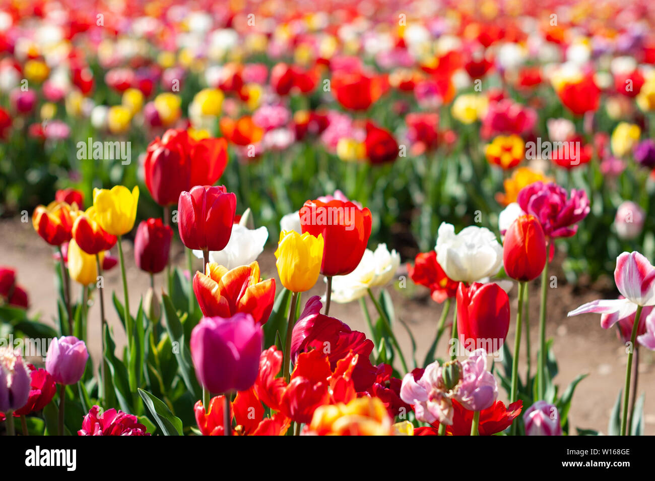 Blooming tulip fields in Netherlands, flower with blurrred colorful tulips as background. Selective focus,tulip close up Stock Photo