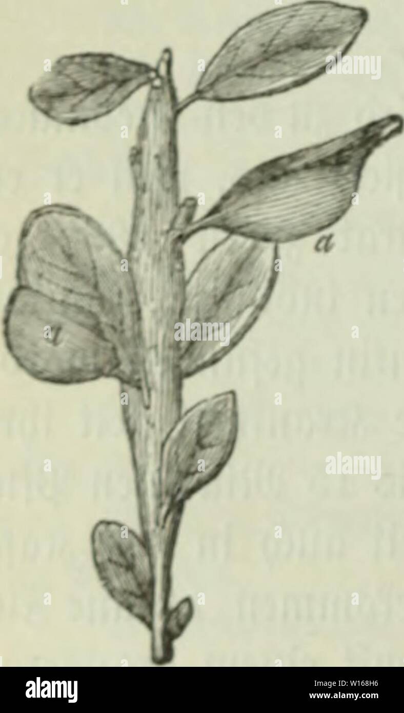 Archive image from page 231 of Die Krankheiten der Pflanzen; ein. Die Krankheiten der Pflanzen; ein Handbuch fÃ¼r Land- und Forstwirte, GÃ¤rtner, Gartenfreunde und Botaniker . diekrankheitend02fran Year: 1895  21G I. 5lb|(t)nitt: avafitif 1-1)6 iiie )ioinito? .vtapitel. k urc i)mcnomi)cctcn iierurfad)tcn ilronfeiten. vDmciiomnceteii. Xic .pmiiciioiiuicctcii iiinfafjeii faft lauter ']l&gt;'Ã¼.]c, clâ cn u'iid)tfÃ¶ipov groÃe Timennoueii benUcii inib im iieiLHM)iilid)oii l'cbeii alo Â®cl)iuÃ¤muie bejeidHiot iiievDen. 5Me 5)lel)r3al)l berfelben C(el)Ãrt aurf) iiid)t u Den 'iparafiten, aber einige Stock Photo
