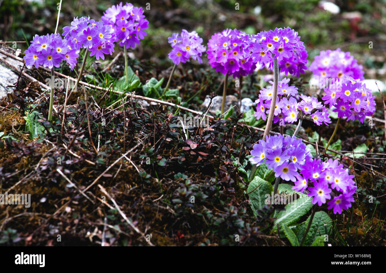 Tall Primulas Riverside High plains lakes hi-res stock photography and images - Alamy