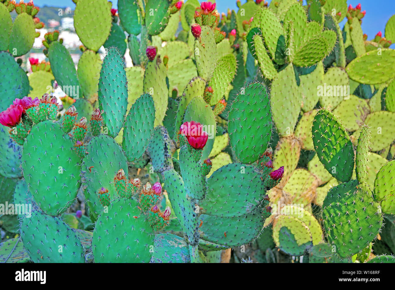 Opuntia basilaris, wide, flat cacti blooming in red flowers, background Stock Photo