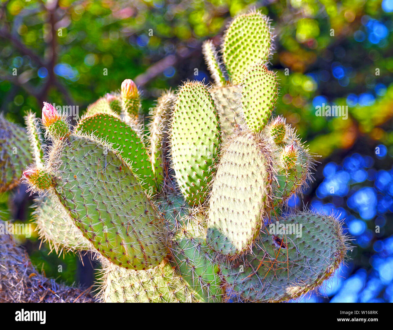 Opuntia basilaris, wide, flat cacti blooming in red flowers, background Stock Photo