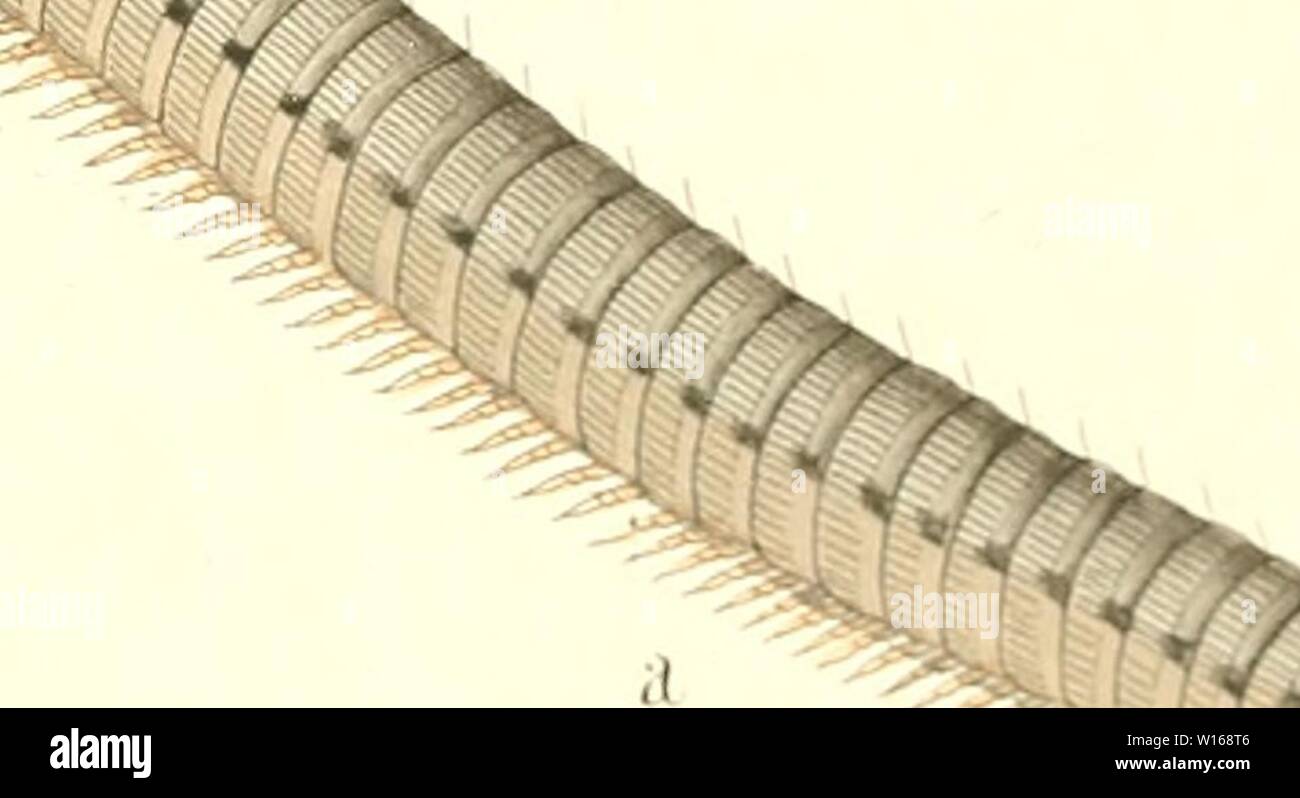 Archive image from page 232 of Die Myriapoden  getreu nach. Stock Photo