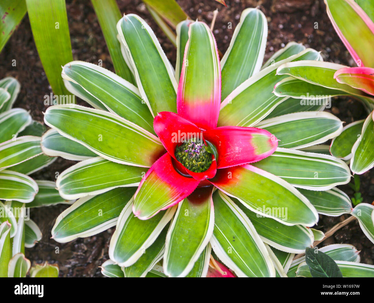 Neoregelia nestananas tropical plant with striped leaves in the middle of a red flower Stock Photo
