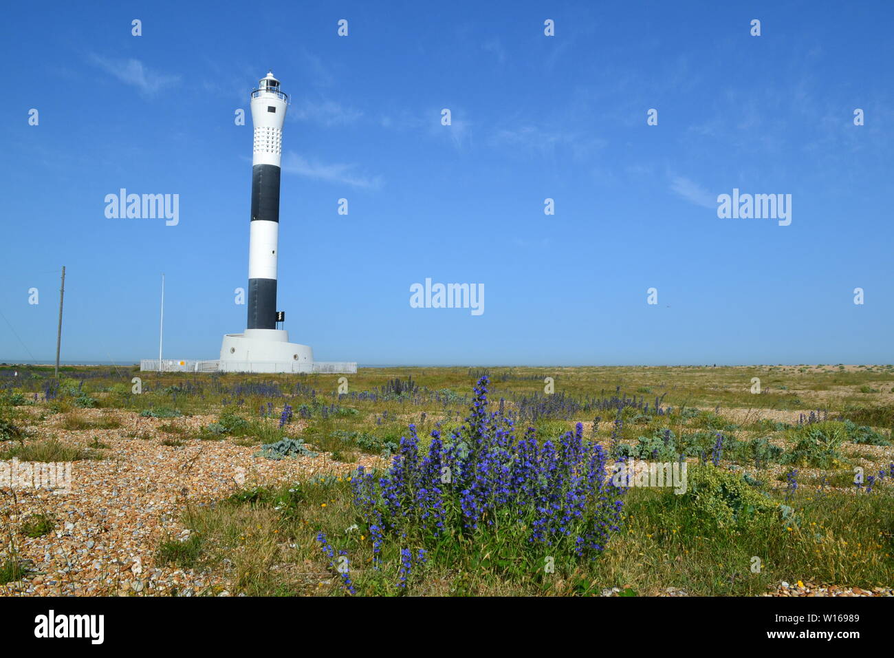 New lighthouse at Dungeness, Kent, late June on a beautiful summer's day with wildflower vipers bugloss in full bloom. Stock Photo