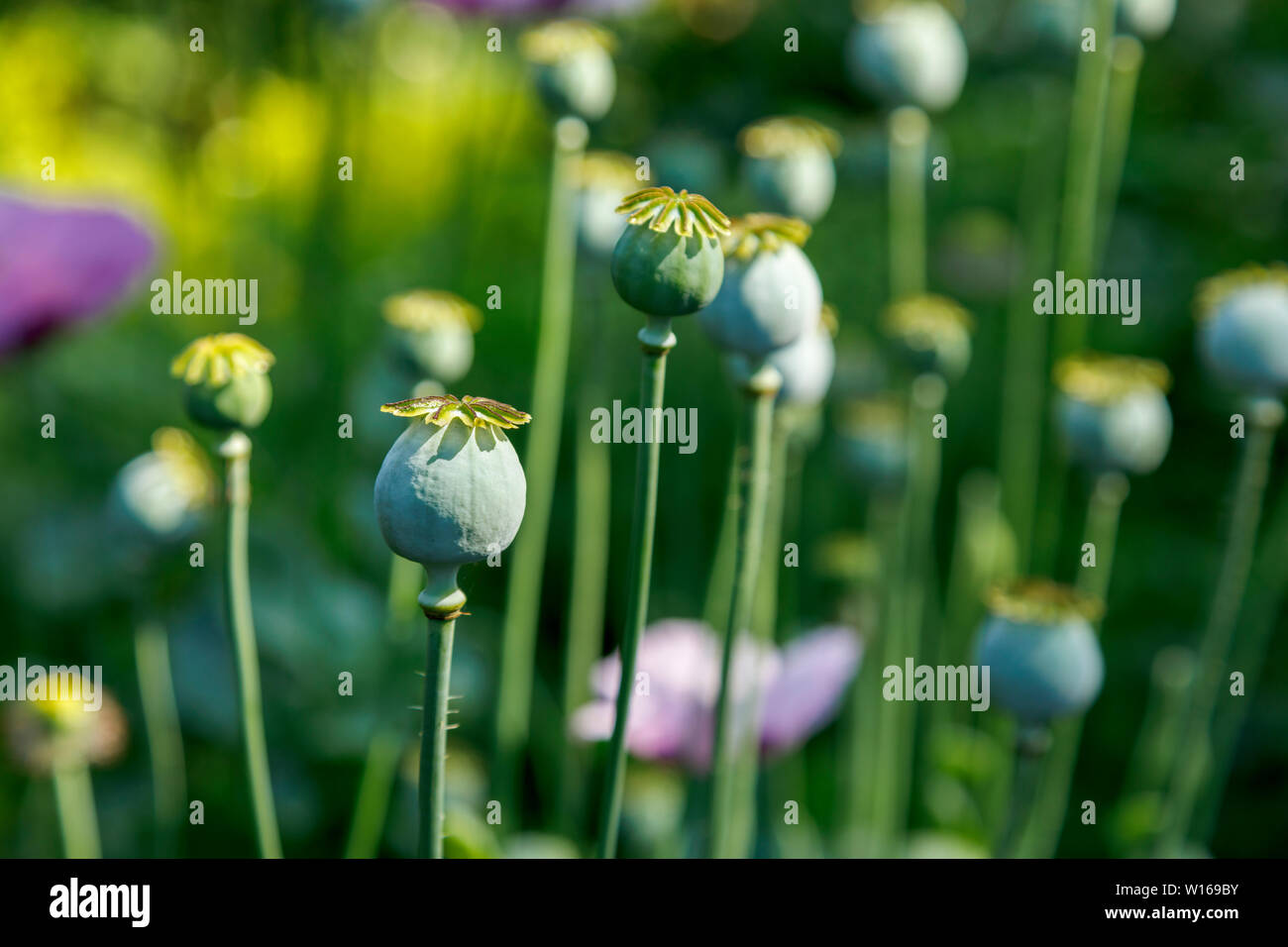 Close-up view of poppy (papaver) seed heads after flowering in a garden in Surrey, south-east England, UK Stock Photo